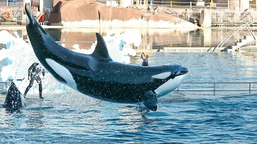 Marineland : Les raisons du refus gouvernemental pour le transfert...