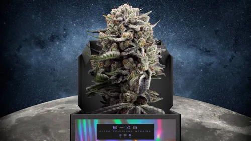 Booba se lance dans le CBD et la marijuana légale