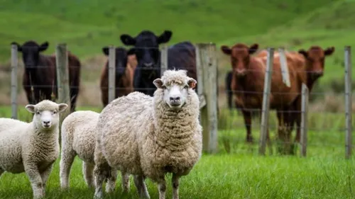 Top 11 des pays engagées pour la cause animale