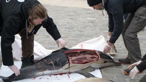 Mutilation d'un dauphin :  10 000€ en échange de renseignements !