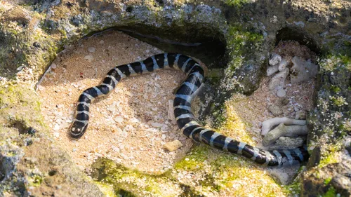 Alerte en mer : un serpent venimeux perturbe la baignade à la Réunion