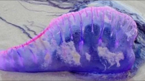 Catalogne : Fermeture de plages suite à l'apparition de galère...