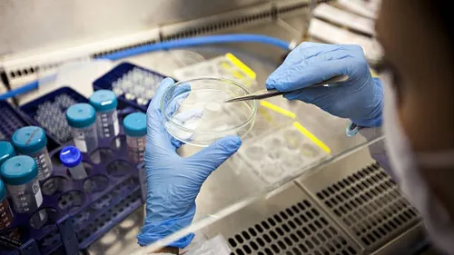 Cellules souches, un espoir dans la guerre contre le cancer