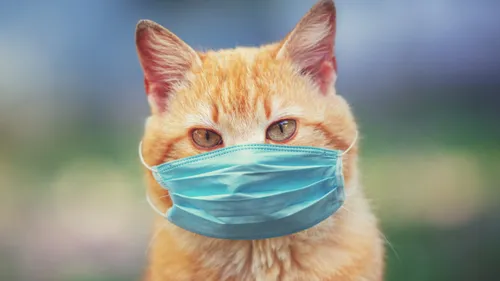 Sommes-nous condamnés à vivre pour toujours avec le COVID ? 