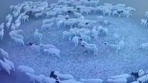 Phénomène inexplicable : Des animaux tournent en rond sans...
