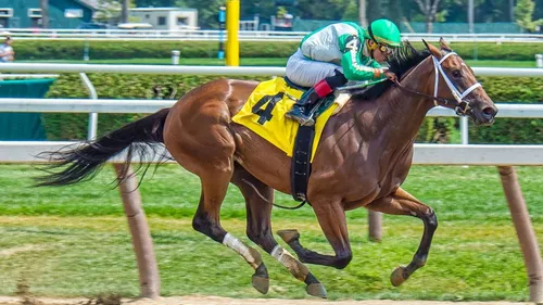 Pronostics hippiques du 25 au 26 juin 2024