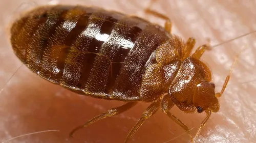 Punaises de lit : l’Algérie renforce les contrôles sanitaires à ses...