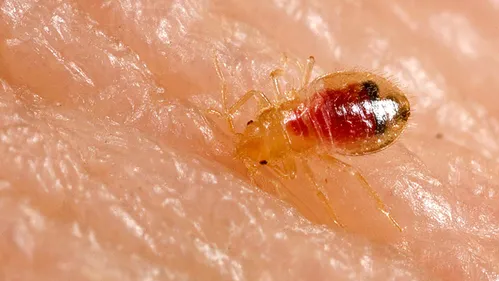 Punaises de lit : le Maroc active son système de surveillance...