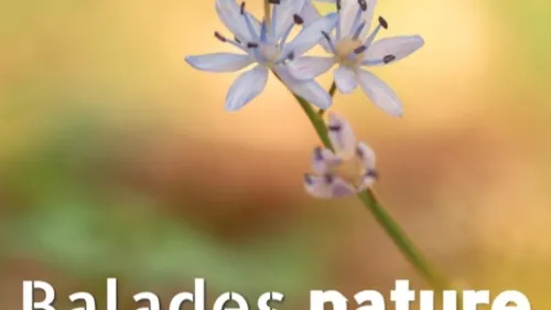 BRESOLETTES (61) - À la découverte des papillons de la Réserve