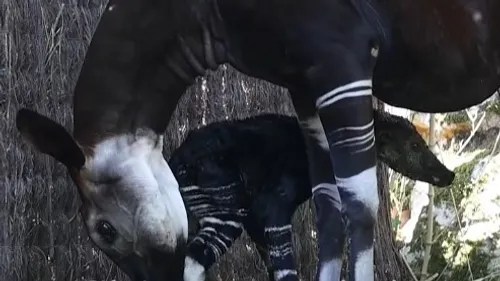 Carnet rose au ZooParc de Beauval : un bébé okapi est né en plein...