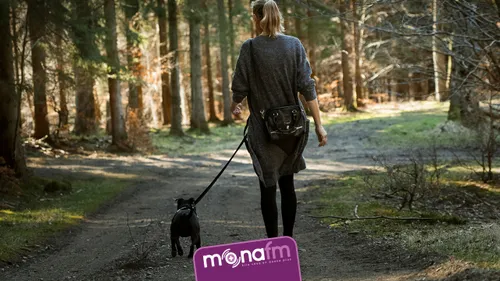 Lille et la protection animale : quelle place dans le classement de...