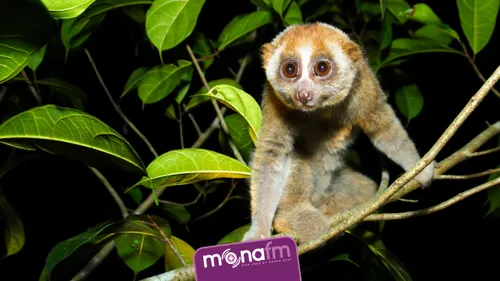 Le zoo de Lille accueille deux nouveaux-nés adorables