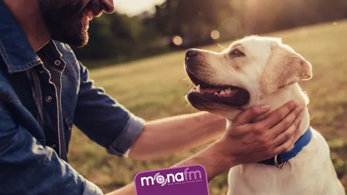 Les 13 races de chiens les plus affectueuses : des compagnons...