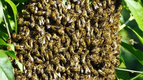 Impressionnante attaque d'abeilles, hier !