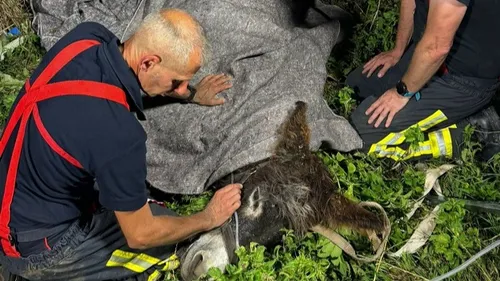 Nord : Un âne sauvé par les pompiers 