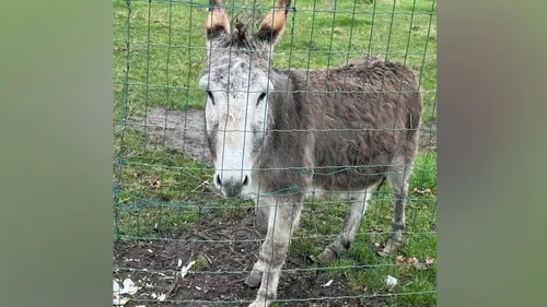 Un âne abandonné sauvé dans le Pas de Calais ! 