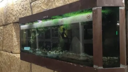 2 pétitions lancées à Lille, pour retirer des aquariums du métro 