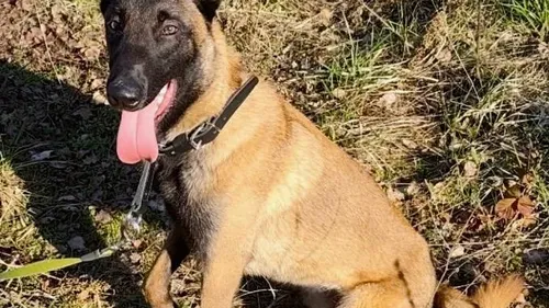 Une belle carrière s'annonce pour un chien qui vient d'être...