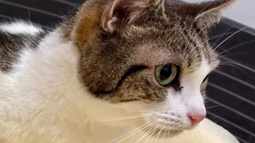 Arras : une femme jette ses 2 chats du 5è étage d'un immeuble 