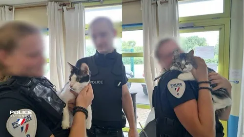 Nord : 2 chats sauvés de la violence de leur propriétaire 