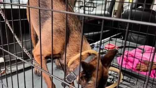 Les gendarmes interviennent dans le Nord pour un chien laissé seul...