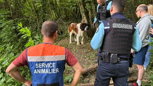 Un chien découvert attaché à un arbre, dans le Pas de Calais 