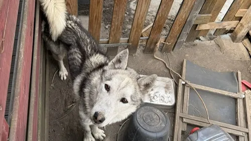 Un chien très dénutri saisi dans le Nord 