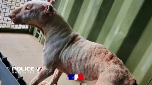 Des animaux saisis par les policiers de Tourcoing 