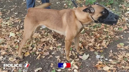 Le sauvetage d'un chien, par un policier d'Armentières 