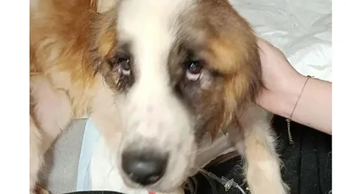 Liévin : une chienne abandonnée dans une cave, sauvée par la...