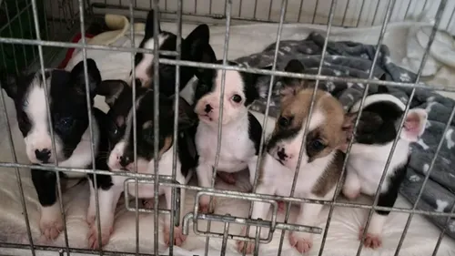 Lens : des chiens et des chiots pris en charge par la Fondation 30...