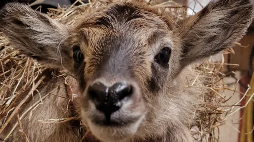 Une très jolie nouvelle a été annoncée par le Zoo de Lille ! 