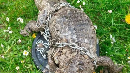 Un crocodile mort découvert à Roubaix 