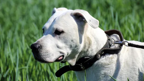 Une fillette mordue par un chien dans le Pas de Calais 