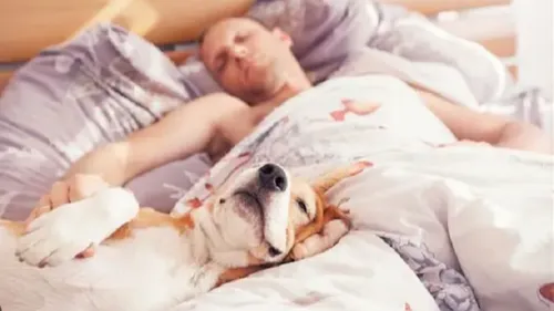 Près d'1 français sur 3 dormirait avec son animal de compagnie, la...