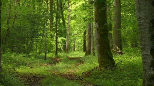 Un nourrisson découvert en lisière de forêt 