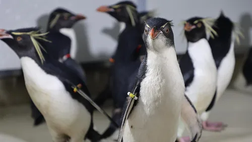 Pairi Daiza accueille 10 animaux en provenance de Marineland 