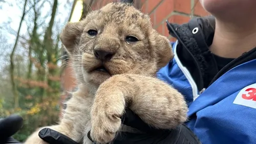 2 lionceaux d'une espèce protégée sont nés à Bellewaerde Park ! 