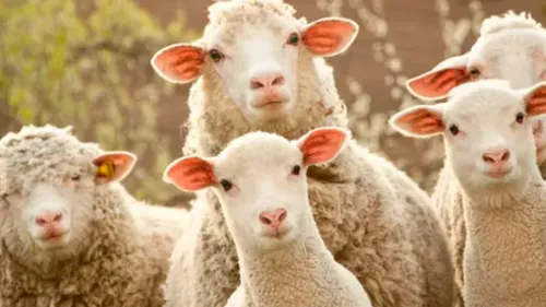 Nord : un élevage de moutons décimé par des chiens