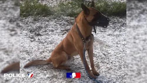 La belle histoire d'Orus, ce berger malinois saisi à Armentières...