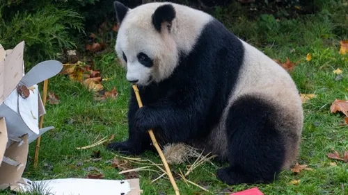 Le Zoo de Beauval dit adieu à Huan Huan et Yuan Zi