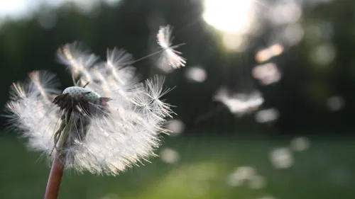 Si vous êtes allergique aux pollens, attention... 