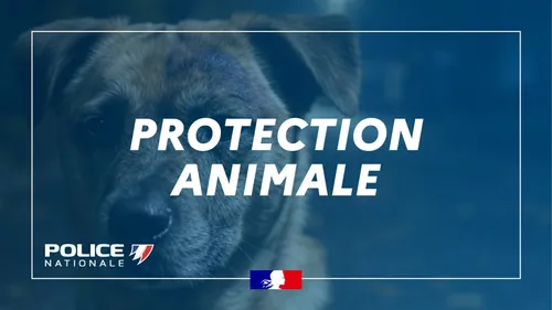 Un homme arrêté dans le Nord pour maltraitance animale 