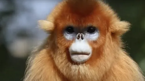 Une première historique à Pairi Daiza !