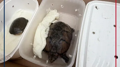 Des animaux vivants dans un colis, dans un bureau de Poste du Pas...