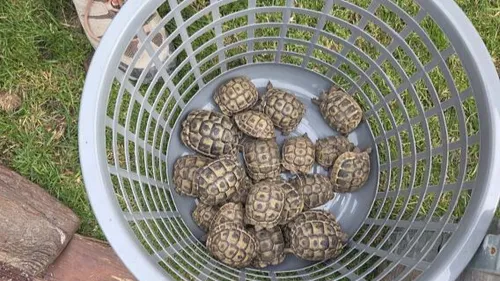 Un trafic d'animaux exotiques démantelé dans le Nord 