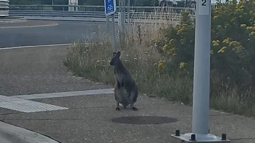 2 wallabies en fuite, entre la Belgique et le Nord ! 