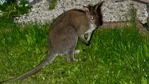 L'un des 2 wallabies en fuite entre la Belgique et le Nord a été...