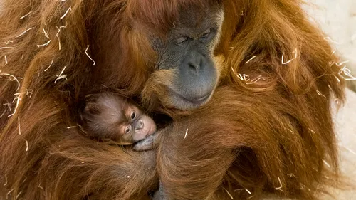 Naissance au Zoo d'Amnéville : les nouveaux pensionnaires vont vous...
