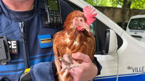 Nancy : La police municipale cherche le propriétaire d’une poule